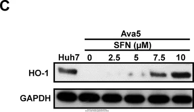 Anti-GAPDH antibody used in Western Blot (WB). GTX100118