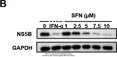 Anti-GAPDH antibody used in Western Blot (WB). GTX100118
