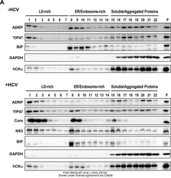 Anti-GAPDH antibody used in Western Blot (WB). GTX100118