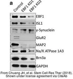 Anti-GAPDH antibody used in Western Blot (WB). GTX100118