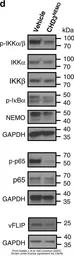 Anti-GAPDH antibody used in Western Blot (WB). GTX100118