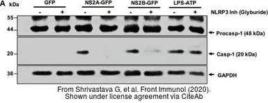 Anti-GAPDH antibody used in Western Blot (WB). GTX100118