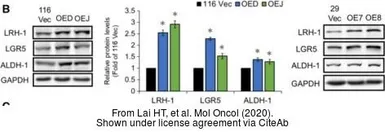 Anti-GAPDH antibody used in Western Blot (WB). GTX100118