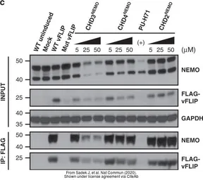 Anti-GAPDH antibody used in Western Blot (WB). GTX100118