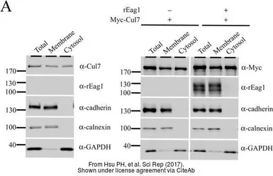 Anti-GAPDH antibody used in Western Blot (WB). GTX100118