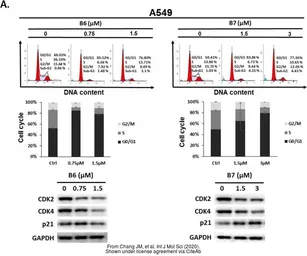 Anti-GAPDH antibody used in Western Blot (WB). GTX100118