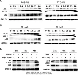 Anti-GAPDH antibody used in Western Blot (WB). GTX100118