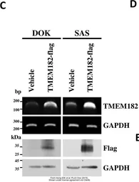 Anti-GAPDH antibody used in Western Blot (WB). GTX100118