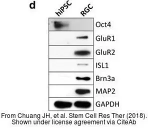 Anti-GAPDH antibody used in Western Blot (WB). GTX100118
