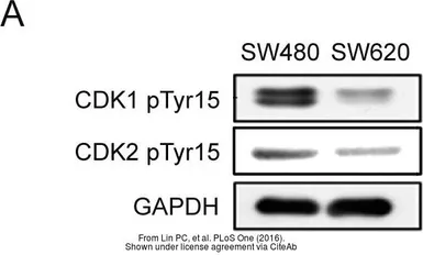 Anti-GAPDH antibody used in Western Blot (WB). GTX100118
