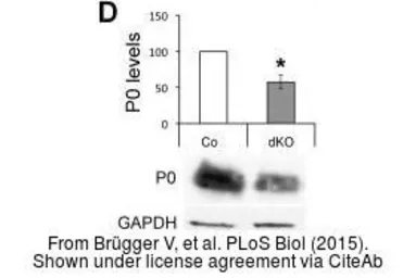Anti-GAPDH antibody used in Western Blot (WB). GTX100118