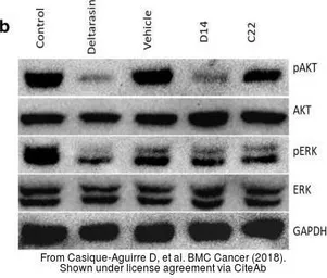 Anti-GAPDH antibody used in Western Blot (WB). GTX100118