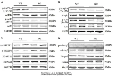 Anti-GAPDH antibody used in Western Blot (WB). GTX100118
