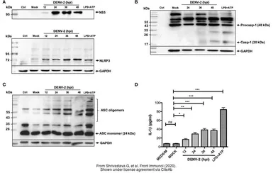 Anti-GAPDH antibody used in Western Blot (WB). GTX100118