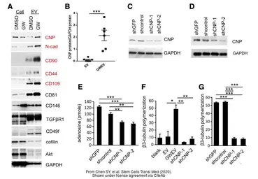 Anti-GAPDH antibody used in Western Blot (WB). GTX100118