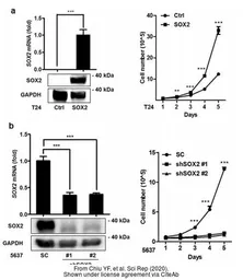 Anti-GAPDH antibody used in Western Blot (WB). GTX100118