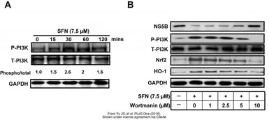 Anti-GAPDH antibody used in Western Blot (WB). GTX100118