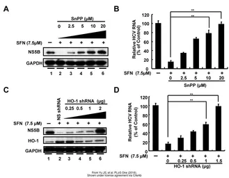 Anti-GAPDH antibody used in Western Blot (WB). GTX100118