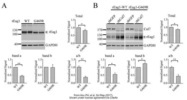 Anti-GAPDH antibody used in Western Blot (WB). GTX100118