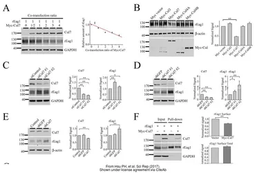 Anti-GAPDH antibody used in Western Blot (WB). GTX100118