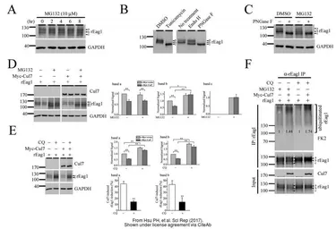Anti-GAPDH antibody used in Western Blot (WB). GTX100118