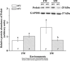 Anti-GAPDH antibody used in Western Blot (WB). GTX100118