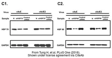 Anti-GAPDH antibody used in Western Blot (WB). GTX100118
