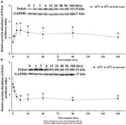 Anti-GAPDH antibody used in Western Blot (WB). GTX100118