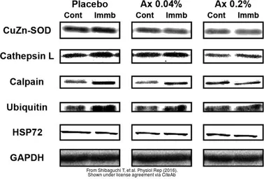 Anti-GAPDH antibody used in Western Blot (WB). GTX100118