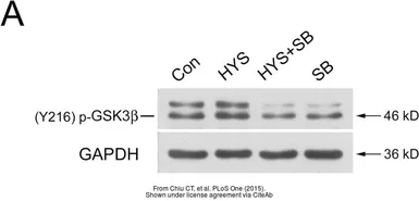 Anti-GAPDH antibody used in Western Blot (WB). GTX100118