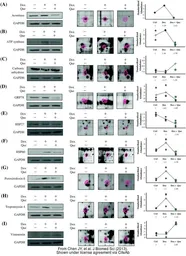 Anti-GAPDH antibody used in Western Blot (WB). GTX100118