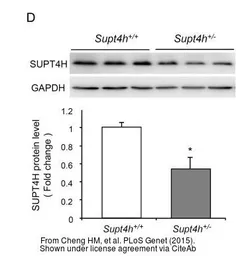 Anti-GAPDH antibody used in Western Blot (WB). GTX100118