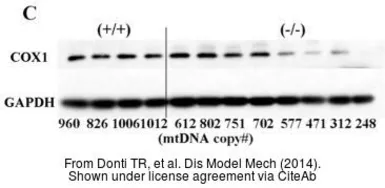 Anti-GAPDH antibody used in Western Blot (WB). GTX100118