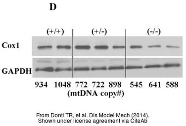 Anti-GAPDH antibody used in Western Blot (WB). GTX100118
