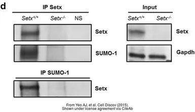 Anti-GAPDH antibody used in Western Blot (WB). GTX100118