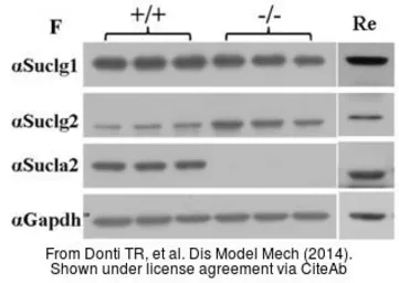 Anti-GAPDH antibody used in Western Blot (WB). GTX100118