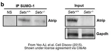 Anti-GAPDH antibody used in Western Blot (WB). GTX100118