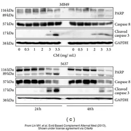 Anti-GAPDH antibody used in Western Blot (WB). GTX100118