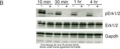 Anti-GAPDH antibody used in Western Blot (WB). GTX100118