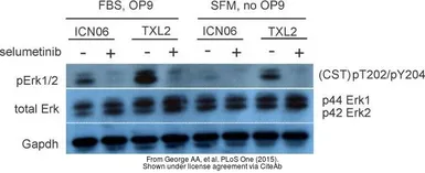 Anti-GAPDH antibody used in Western Blot (WB). GTX100118