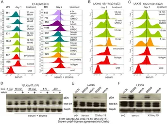 Anti-GAPDH antibody used in Western Blot (WB). GTX100118