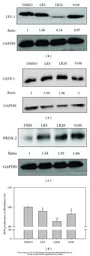 Anti-GAPDH antibody used in Western Blot (WB). GTX100118