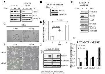 Anti-GAPDH antibody used in Western Blot (WB). GTX100118