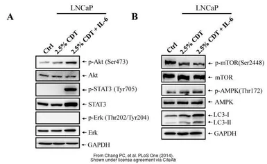 Anti-GAPDH antibody used in Western Blot (WB). GTX100118