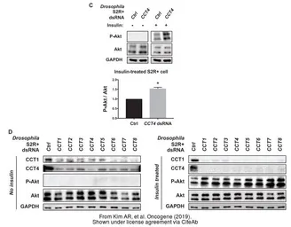 Anti-GAPDH antibody used in Western Blot (WB). GTX100118