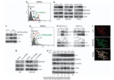 Anti-GAPDH antibody used in Western Blot (WB). GTX100118