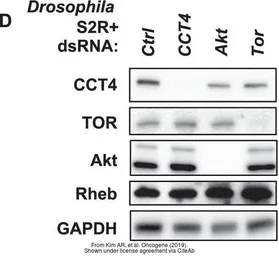 Anti-GAPDH antibody used in Western Blot (WB). GTX100118