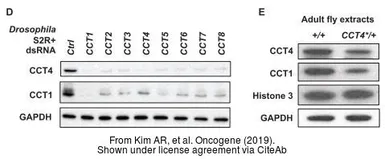 Anti-GAPDH antibody used in Western Blot (WB). GTX100118