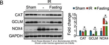 Anti-GAPDH antibody used in Western Blot (WB). GTX100118