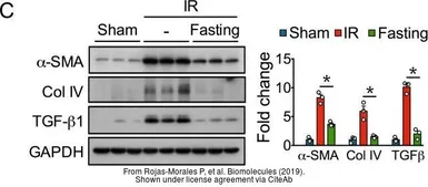 Anti-GAPDH antibody used in Western Blot (WB). GTX100118